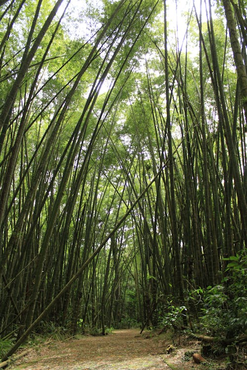 Foto stok gratis bambu, latar belakang alam, pohon bambu