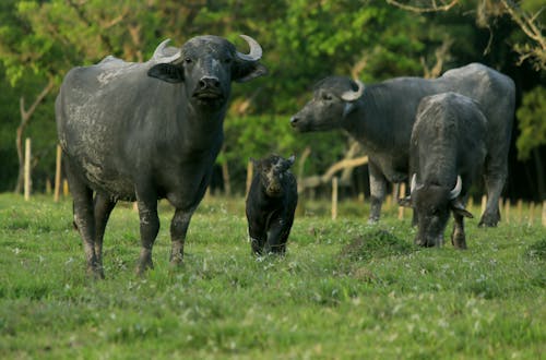 Foto stok gratis binatang, binatang buas, lembu