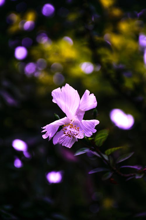 Purple Hibiscus Flower Selective-focus Photography