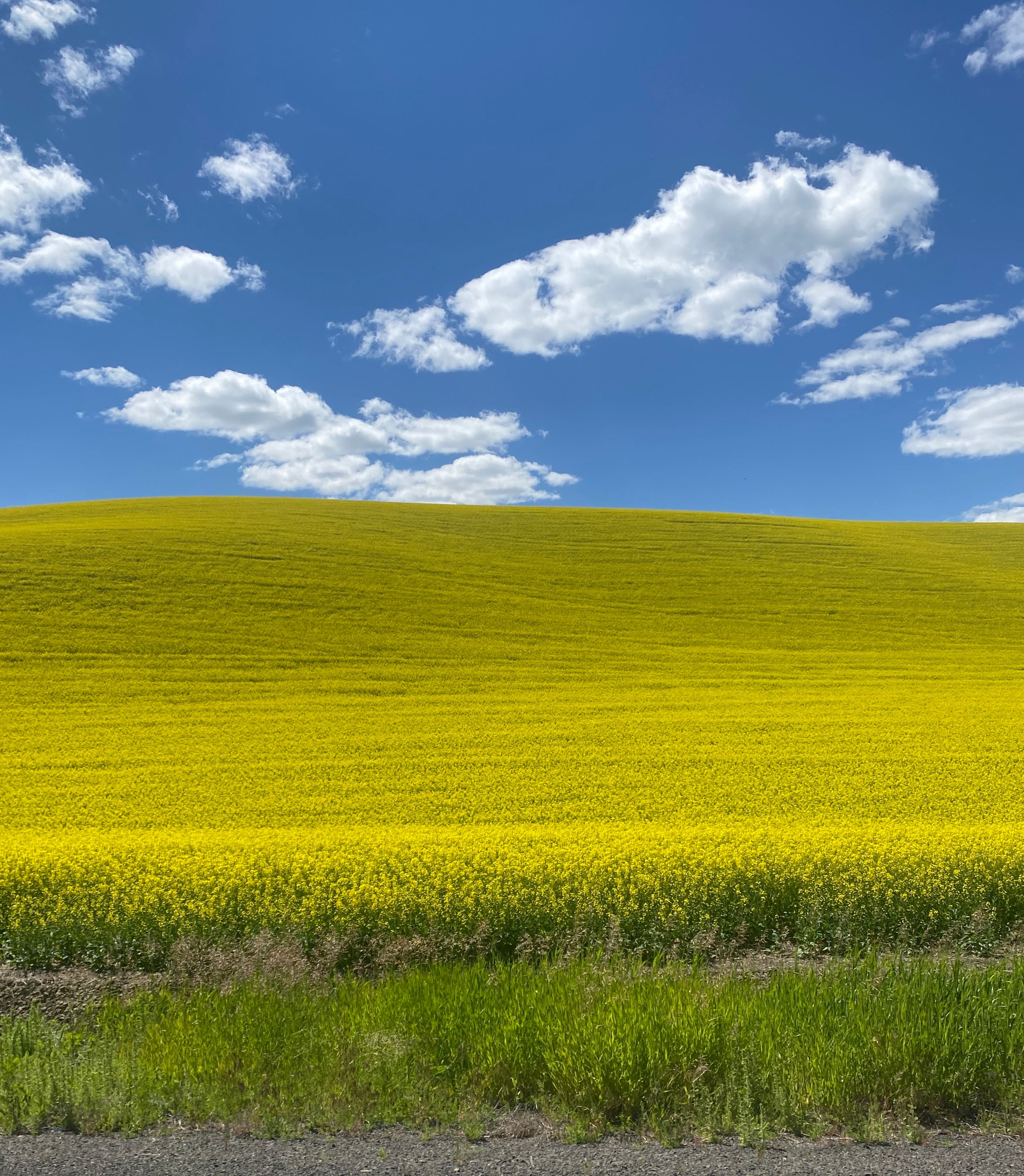 Photo of a Field · Free Stock Photo