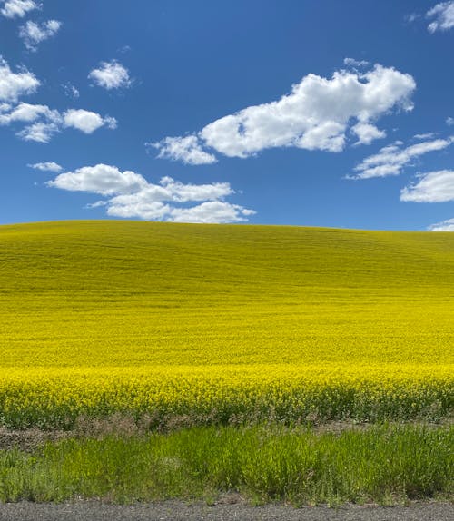 Foto profissional grátis de agricultura, campo de canola, cênico