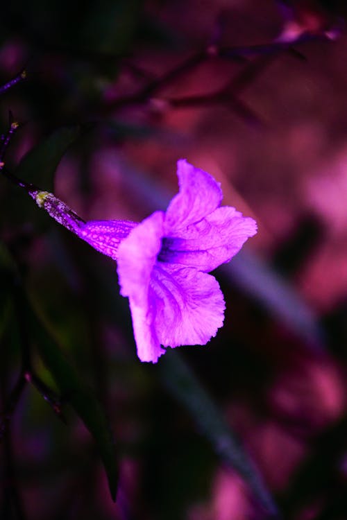 Free Closeup Photo of Purple Minnie Root Flower Stock Photo