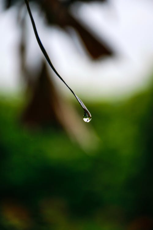 Free stock photo of africa, dewdrop, drop of water