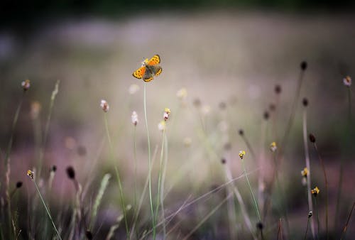 Żółty I Pomarańczowy Motyl