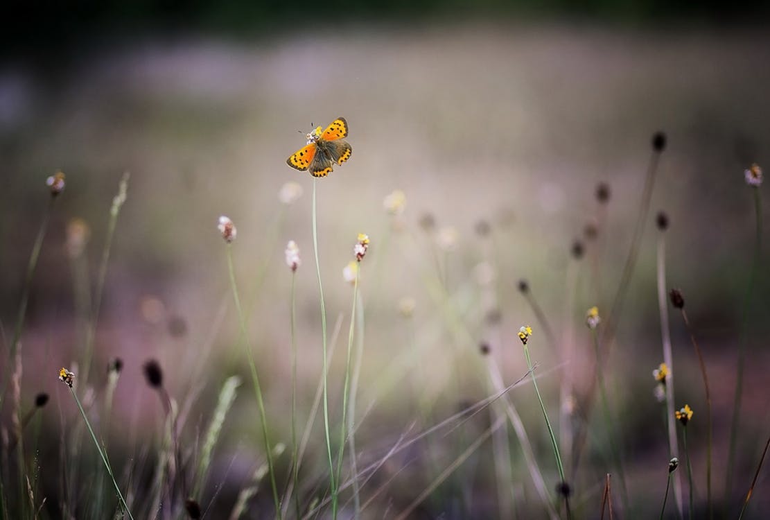 Free Yellow and Orange Butterfly Stock Photo