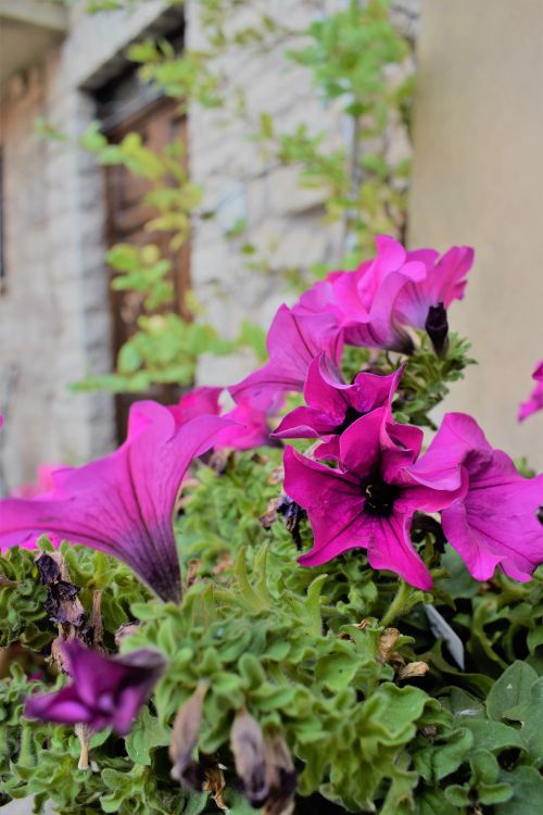 Free TODI 8 Stock Photo