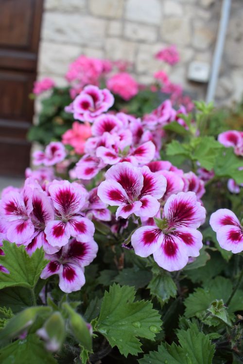 Free TODI 7 Stock Photo