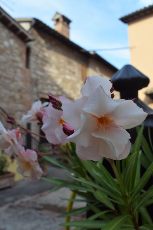 Free TODI 9 Stock Photo