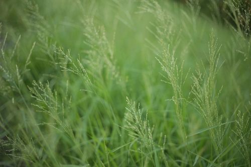 Free Close-up of lush green grass with dewdrops in a summer field. Stock Photo