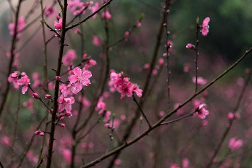 Wet Pink Cherry Blossoms on Branches