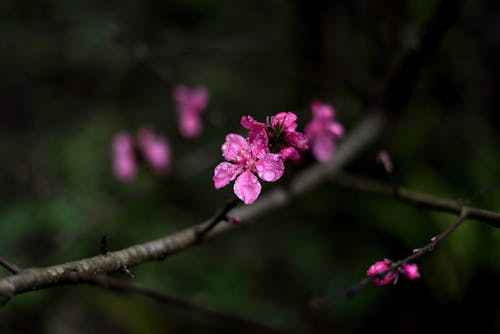 Wet Pink Flowers on Branches