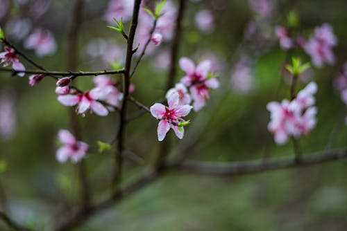 春天的花朵, 梅花, 植物群 的 免費圖庫相片