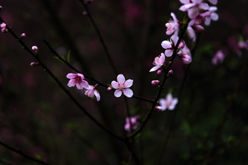 Pink Cherry Blossoms on Twigs