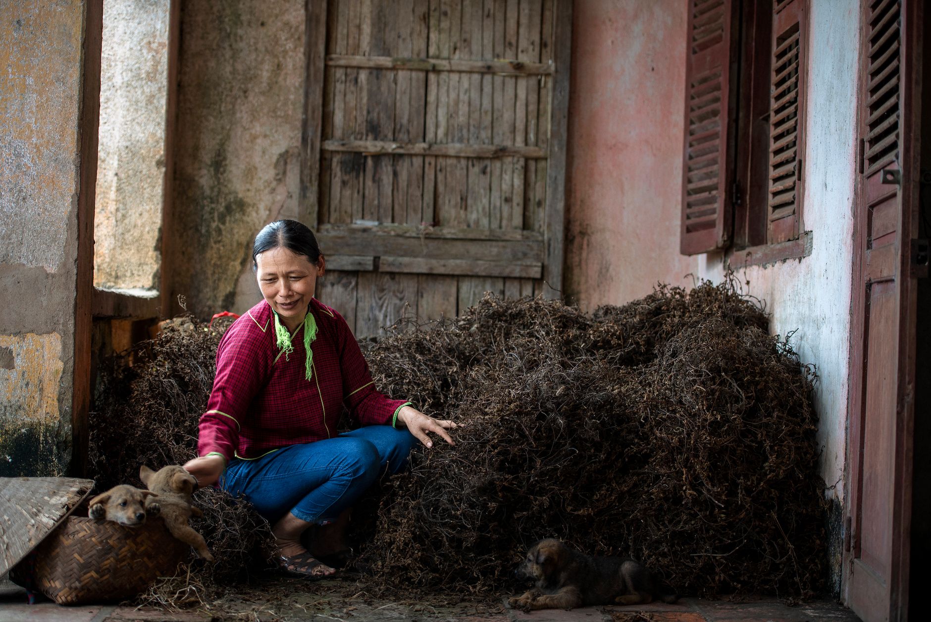 An Asian woman sitting with puppies surrounded by dried weeds and wooden elements.