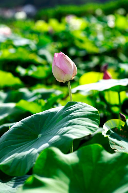 Lotus Bud in Close Up Photography