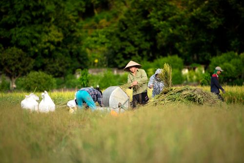 Free Farmers harvesting rice in a lush green field, showcasing traditional agriculture practices. Stock Photo