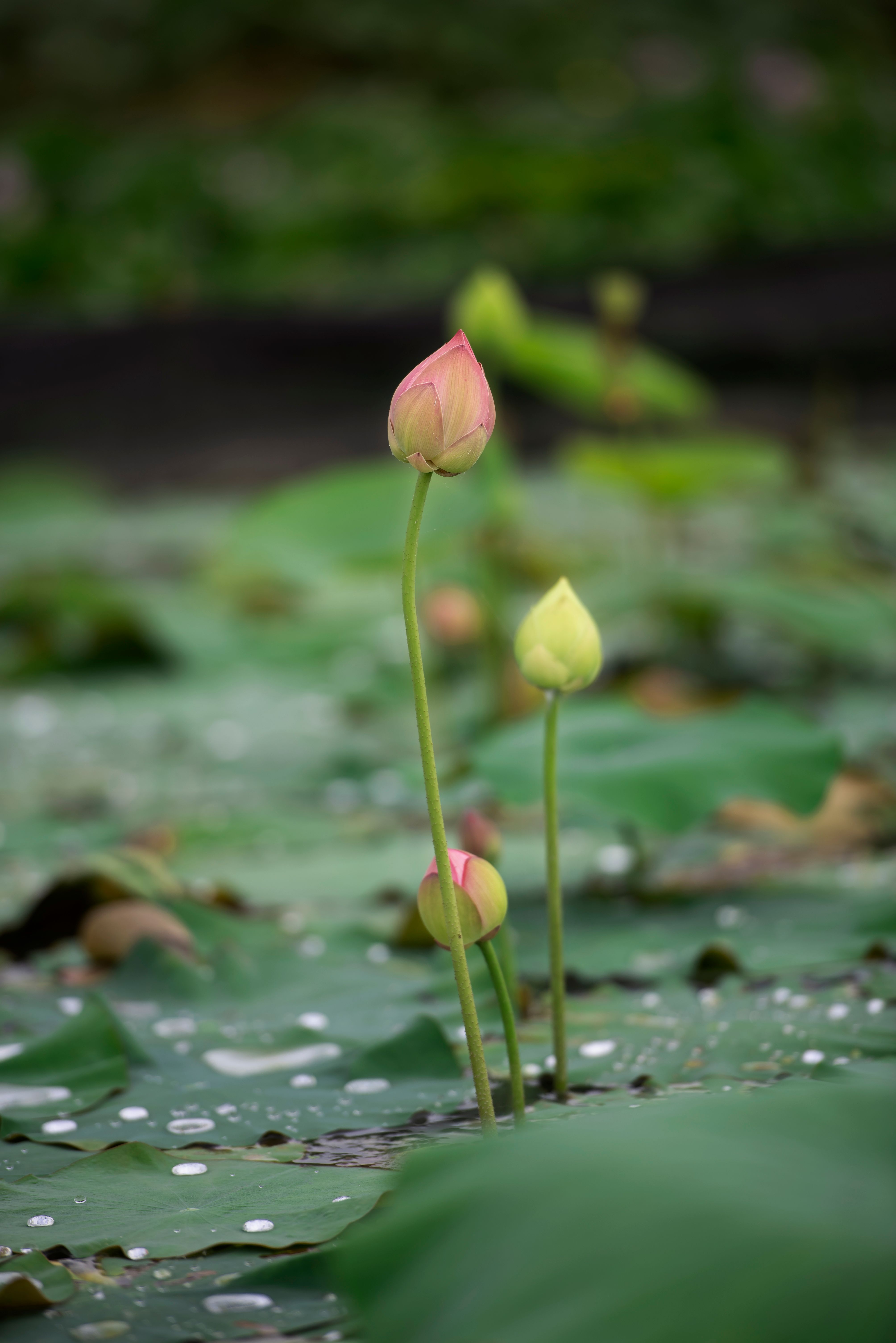 Lotus Flowers Photos, Download The BEST Free Lotus Flowers Stock Photos ...