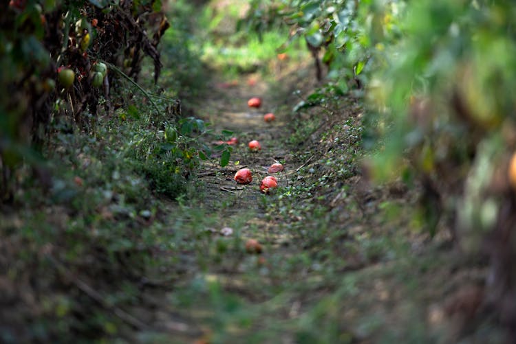 Rotten Tomatoes On Path In Yard