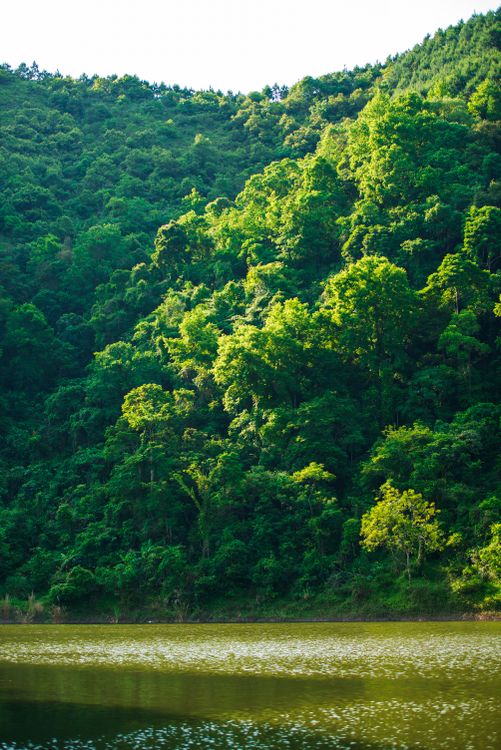 Green Trees Along a Body of Water · Free Stock Photo