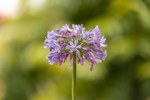 A Purple Flowers in Full Bloom