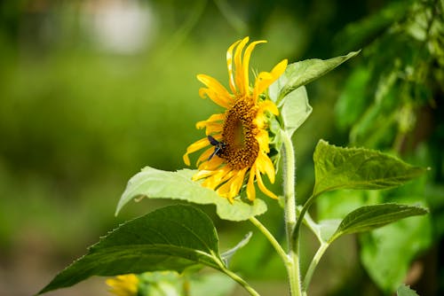 Gratis Fotos de stock gratuitas de abeja, de cerca, flor amarilla Foto de stock