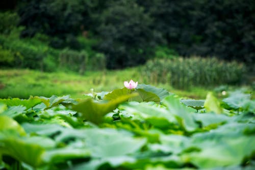 Immagine gratuita di acqua, boccioli, crescita