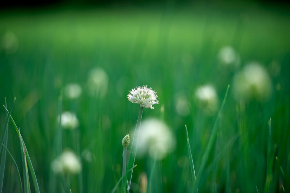 Wild garlic and onion in spring turf: How to kill it for good — cover media