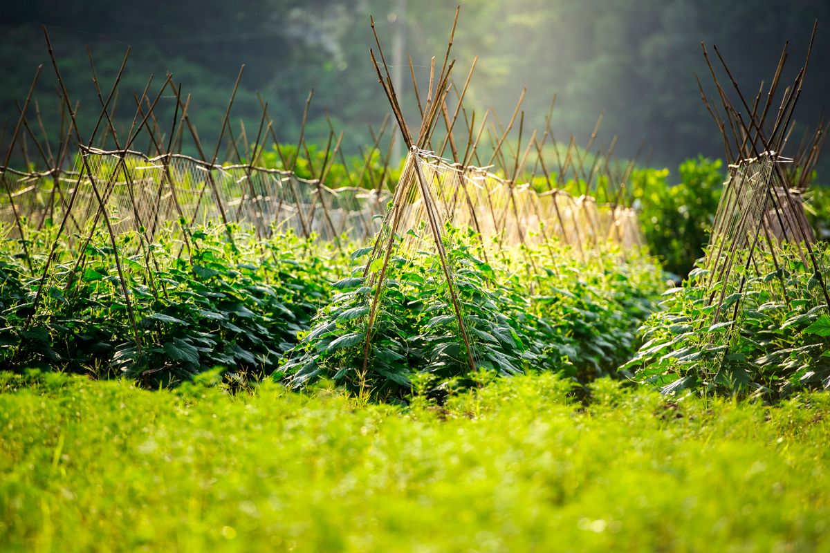 Quelles plantes associer au potager ? - Associer les aromatiques et les fleurs aux légumes