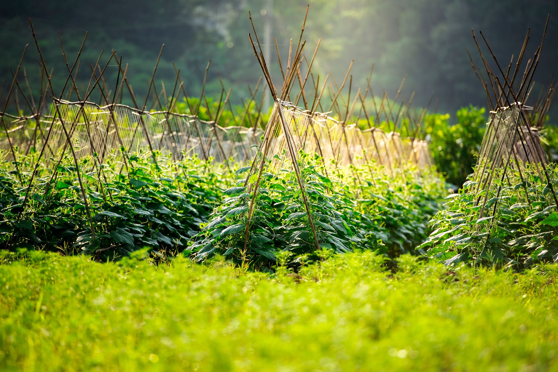 Vibrant cropland with trellised plants growing in sunny rural landscape.