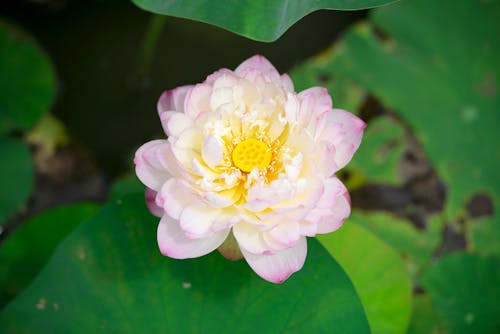 Imagine de stoc gratuită din a închide, floare de lotus, floare roz