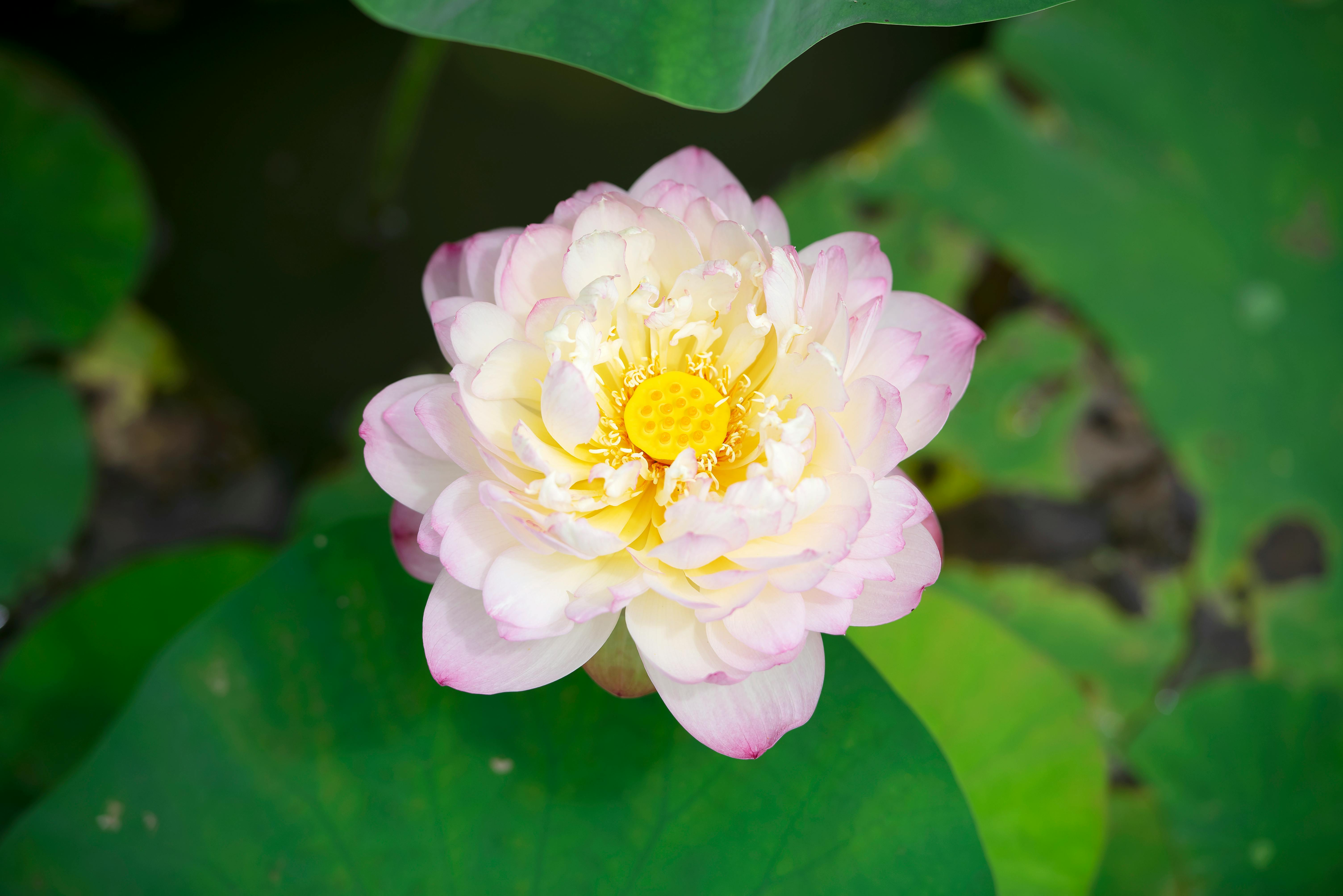 Nelumbo Nucifera Near Green Leaves in Close-up Photography · Free Stock ...