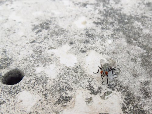 Grey and Black Fly on Grey and White Surface