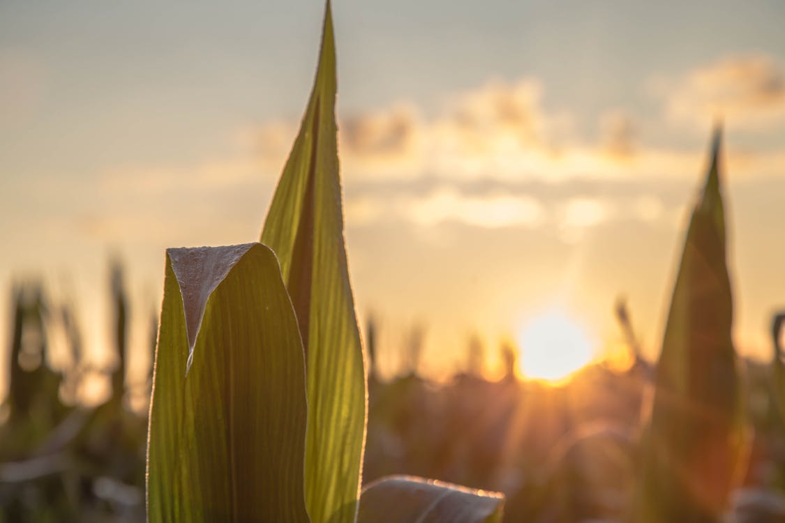 Free stock photo of corn, corn field, sunrise