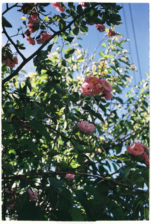 A Pink Flowers With Green Leaves