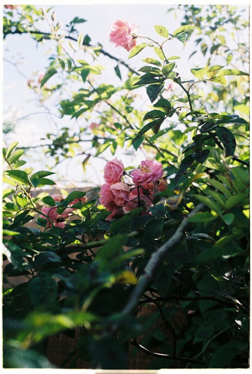 A Pink Flowers With Green Leaves