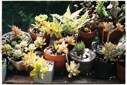 Flowers in Flowerpots