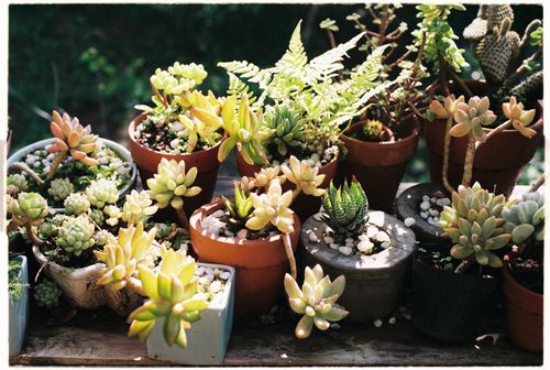 Free A colorful variety of succulents in clay and ceramic pots, basking in sunlight outdoors. Stock Photo