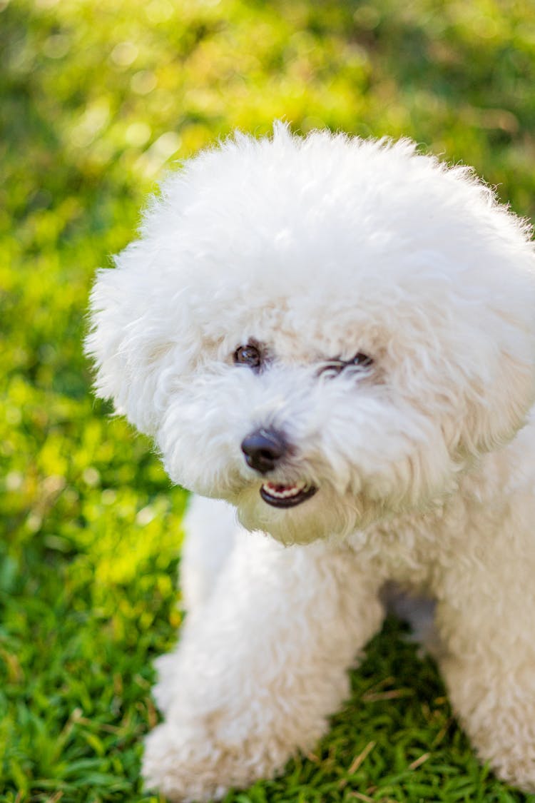 A White Bichon Frise On Green Grass Field