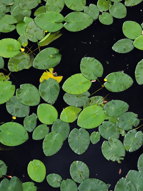 Free A serene view of green lily pads scattered on a still pond surface, creating a natural pattern. Stock Photo