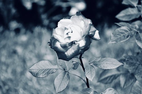 Photography Grayscale of Rose · Free Stock Photo