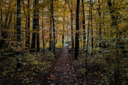 Free Serene autumn scene of a pathway through Montenegro's vibrant forest. Stock Photo