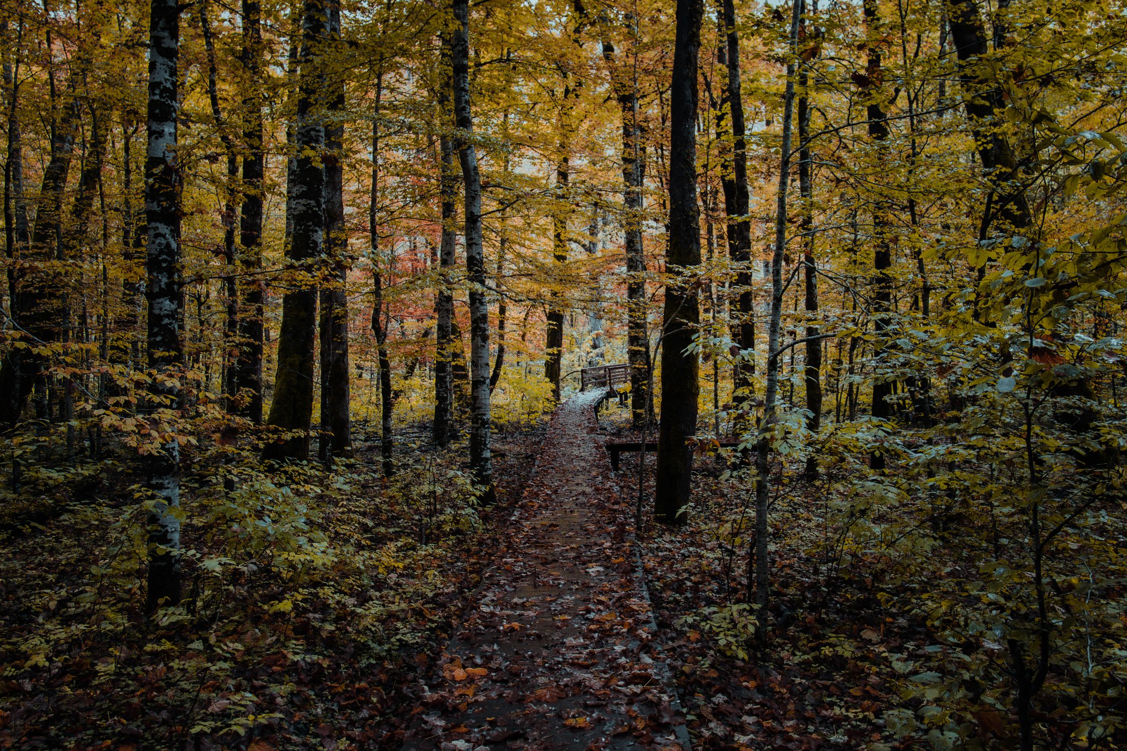 A Pathway with Fallen Leaves Between Trees in the Forest · Free Stock Photo