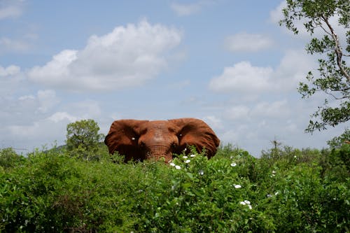 Brown Elephant Behind Green Bushes
