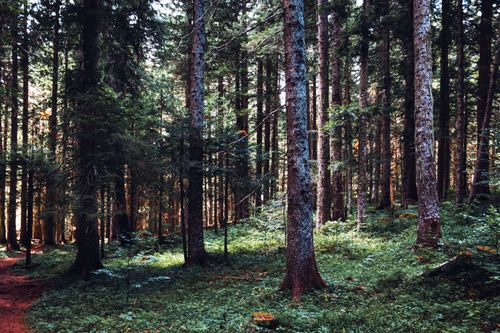 Free Dense evergreen forest in Žabljak Municipality, Montenegro, capturing serene natural beauty and tranquility. Stock Photo
