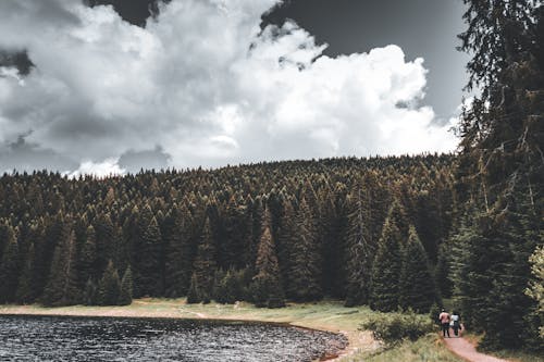 Couple Walking on Forest Pathway Surrounded with Conifers