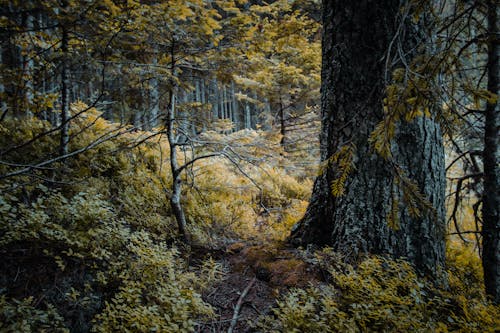 Yellow Leaves on Trees in a Forest