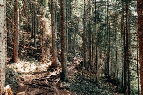 가지, 걷고 있는, 나무 몸통의 무료 스톡 사진