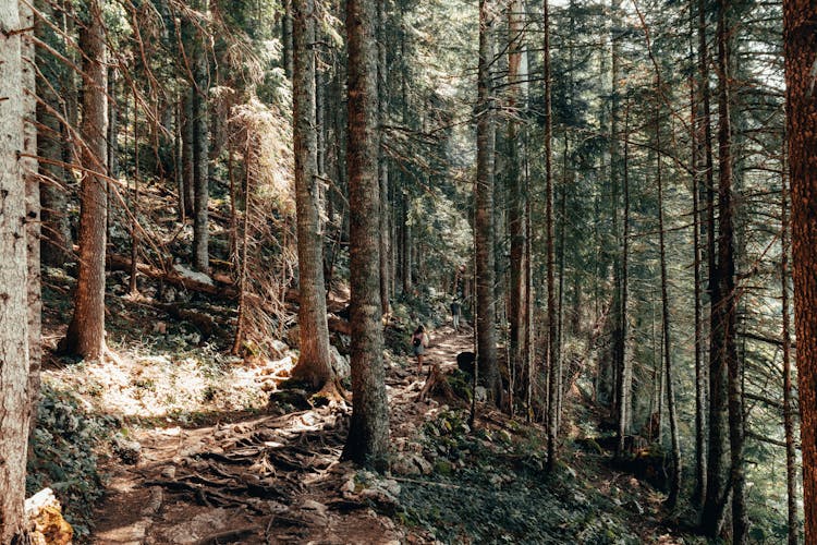 Person Walking Alone On A Forest Trail