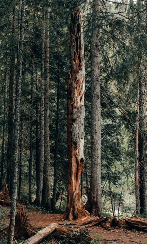 ağaç gövdeleri, ağaç kabuğu, büyüme içeren Ücretsiz stok fotoğraf