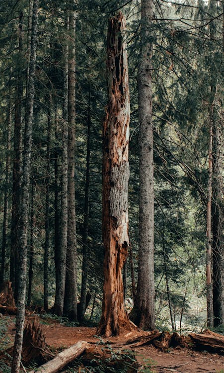 Immagine gratuita di abbaiare, ambiente, autunno